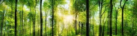Medioambiente1